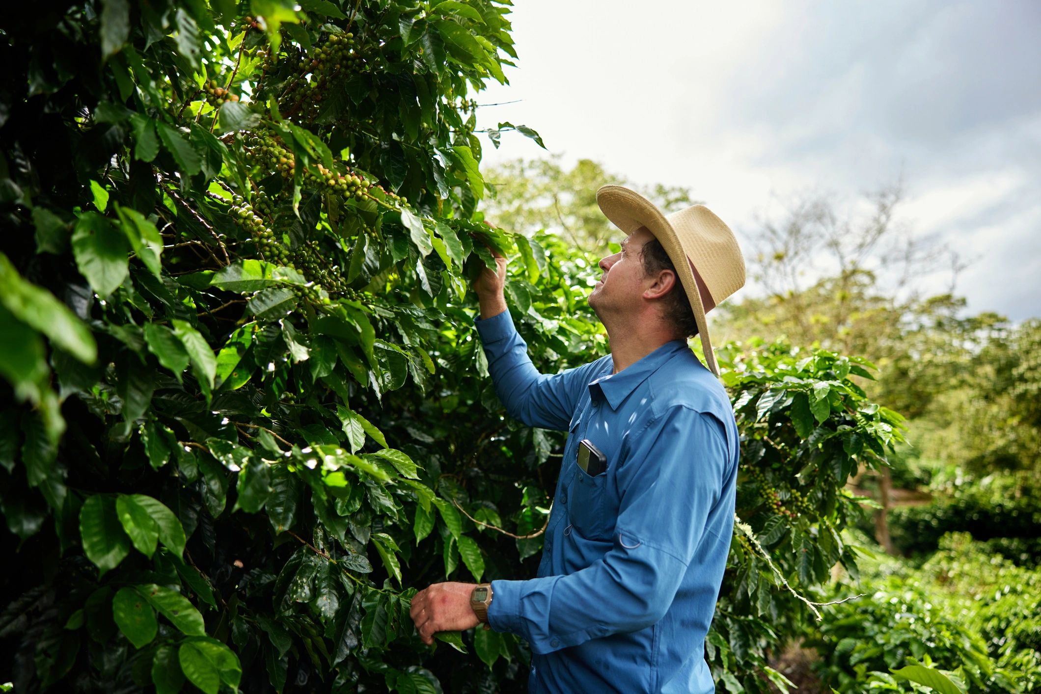 Farmer inspecting fruit trees in an orchard