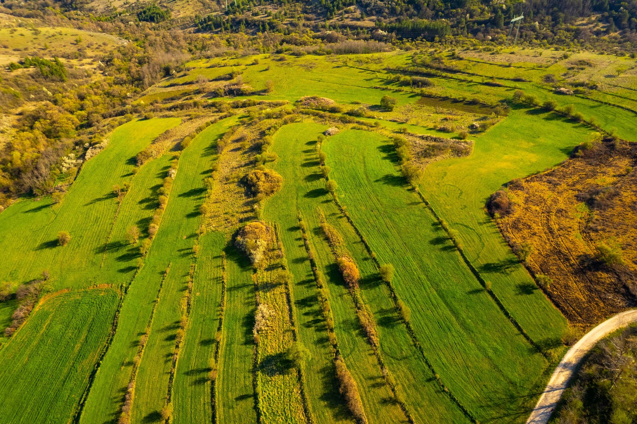 Green terraced agricultural landscape representing resilient land management