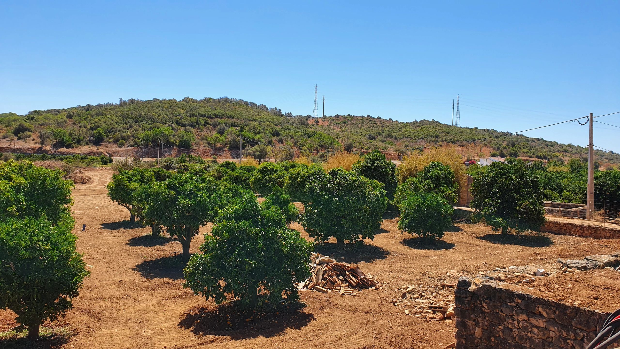 Citrus orchard landscape