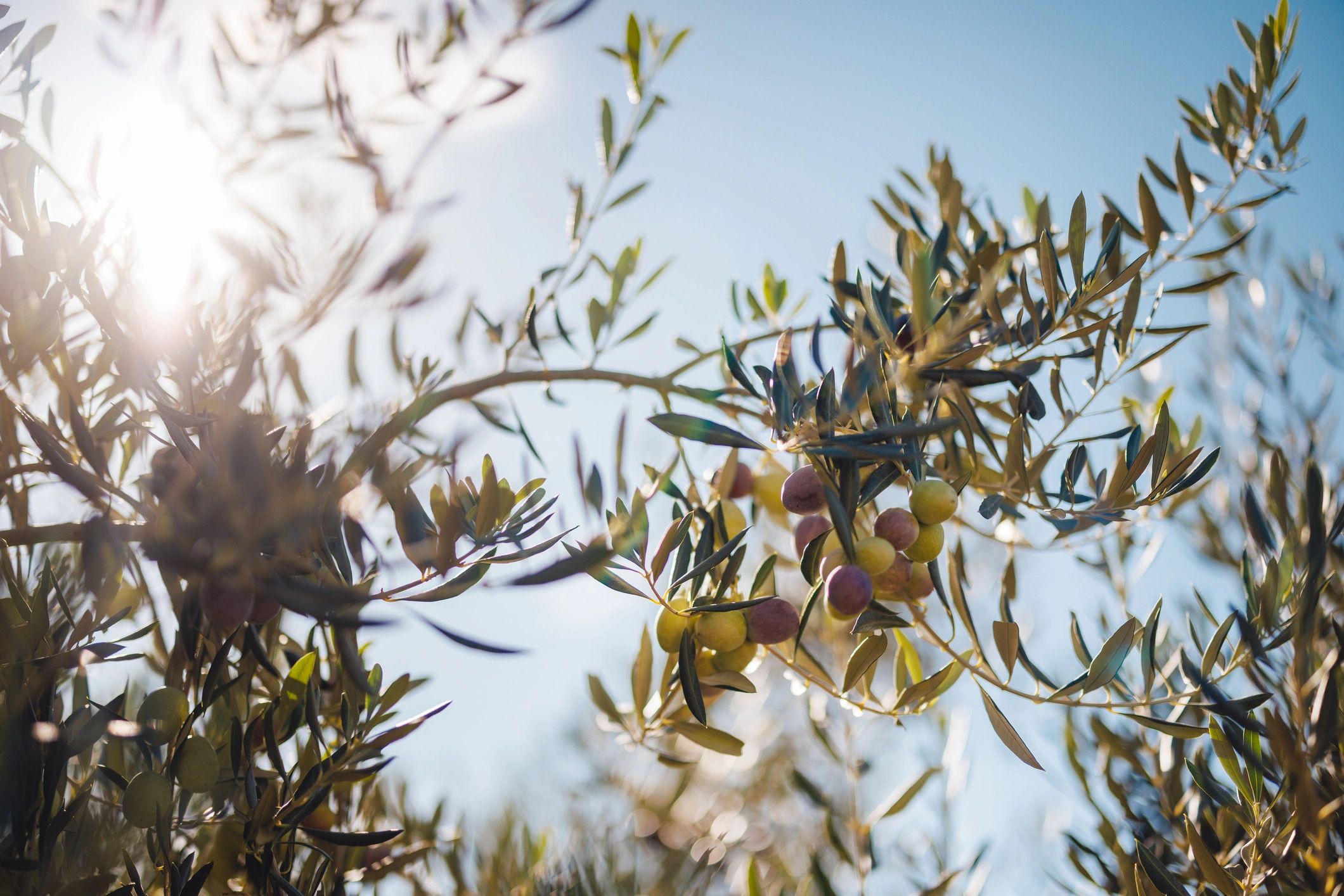 Fruit tree branches in a healthy organic orchard